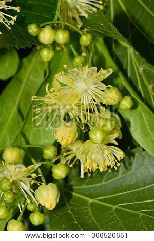 Close-up Of Yellow Linden Flowers Tilia Platyphyllos In Green Leaves Growing In The Foothills Of The