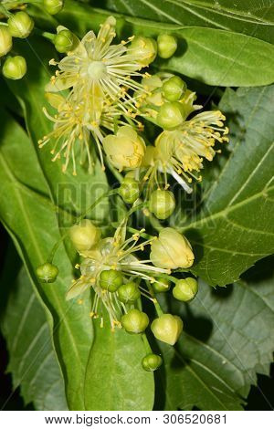 Close-up Of Yellow Linden Inflorescence Of Tilia Platyphyllos In Green Leaves Growing In The Foothil