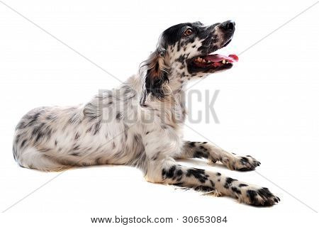 Englisch setter