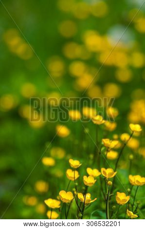 Close-up Of A Group Of Yellow Buttercups - Ranunculus Bulbosus -  In A Green Field