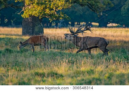 Red Deer Stags (cervus Elaphus) Czech Republic .