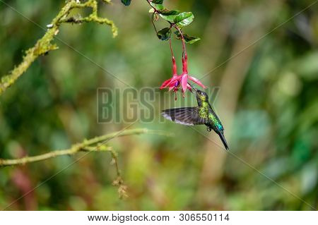 Blue Hummingbird Violet Sabrewing Flying Next To Beautiful Red Flower. Tinny Bird Fly In Jungle. Wil