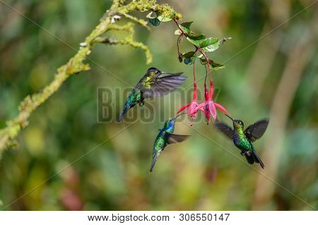 Blue Hummingbird Violet Sabrewing Flying Next To Beautiful Red Flower. Tinny Bird Fly In Jungle. Wil