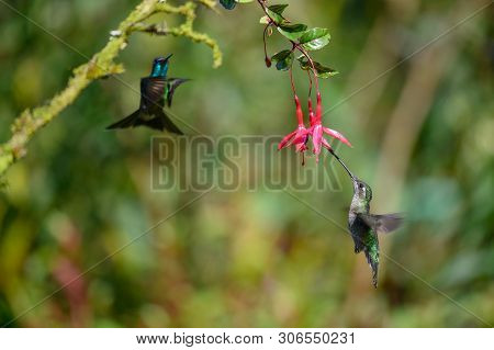 Blue Hummingbird Violet Sabrewing Flying Next To Beautiful Red Flower. Tinny Bird Fly In Jungle. Wil