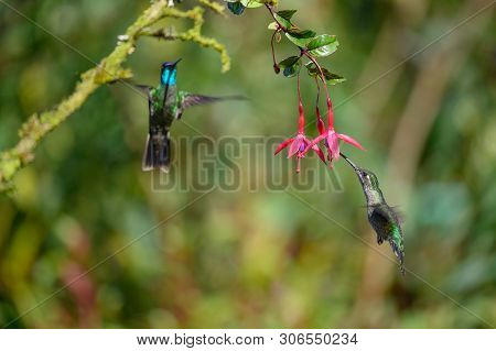 Blue Hummingbird Violet Sabrewing Flying Next To Beautiful Red Flower. Tinny Bird Fly In Jungle. Wil