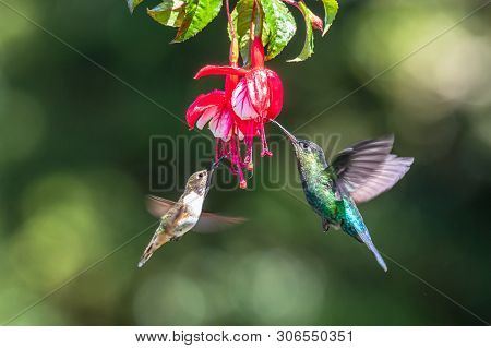 Blue Hummingbird Violet Sabrewing Flying Next To Beautiful Red Flower. Tinny Bird Fly In Jungle. Wil