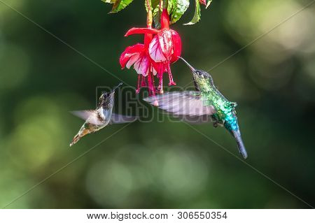 Blue Hummingbird Violet Sabrewing Flying Next To Beautiful Red Flower. Tinny Bird Fly In Jungle. Wil
