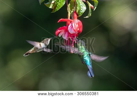 Blue Hummingbird Violet Sabrewing Flying Next To Beautiful Red Flower. Tinny Bird Fly In Jungle. Wil