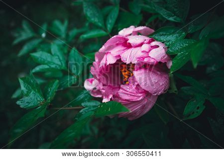 Springtime Concept. Pink Peony In The Garden. Emplate For Design Of Wedding Invitations, Holiday Gre