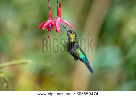 Blue Hummingbird Violet Sabrewing Flying Next To Beautiful Red Flower. Tinny Bird Fly In Jungle. Wil