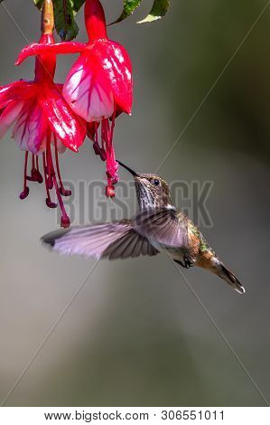 Blue Hummingbird Violet Sabrewing Flying Next To Beautiful Red Flower. Tinny Bird Fly In Jungle. Wil