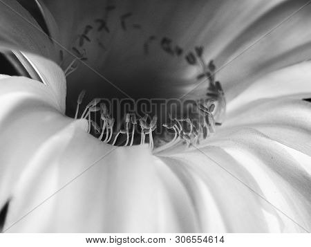 Part Of A Flower Blooming Cactus Echinopsis Obrepanda Black And White. Close Up