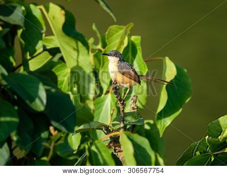 Small Bird , Ashy Prinia, Prinia Socialis, Perched On A Small Branch