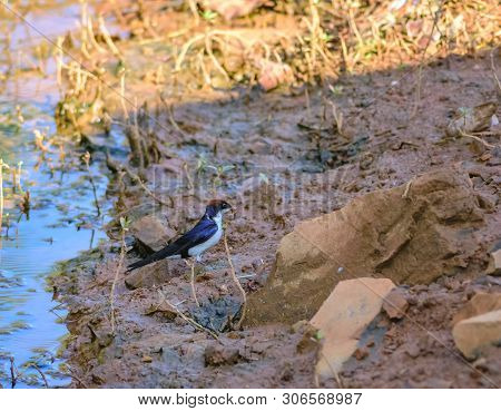 Small Bird, Wire-tailed Swallow, Hirundo Smithii, Perched, Copy Space