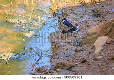 Small Bird, Wire-tailed Swallow, Hirundo Smithii, Perched, Copy Space