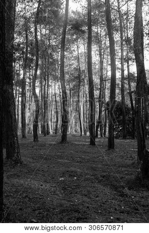 Morning In Rubber Tree Forest In Lembang, Indonesia.