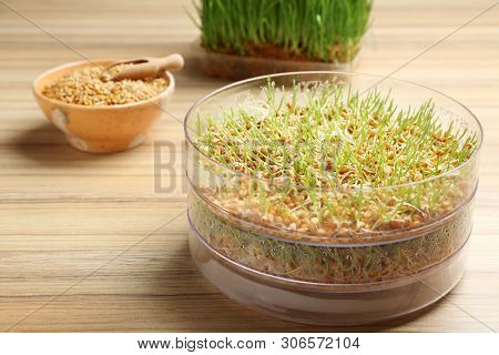 Fresh Wheat Grass In Sprouter On Table, Space For Text