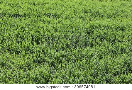 Background Of Small Green Wheat Plants In The Field During Maturation In The Spring