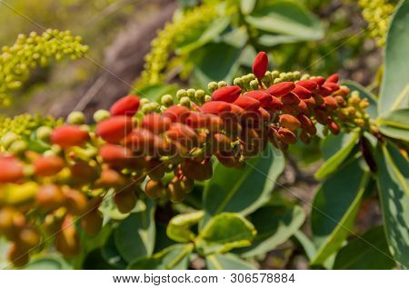 Monkeys Brush - Combretum Rotundifolium With With Not Yet Opened Flower Buds. Bolivia