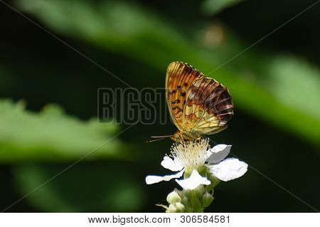 Beautiful Butterfly On Wild Flower .brenthis Daphne, Marbled Fritillary Butterfly Collecting Nectar