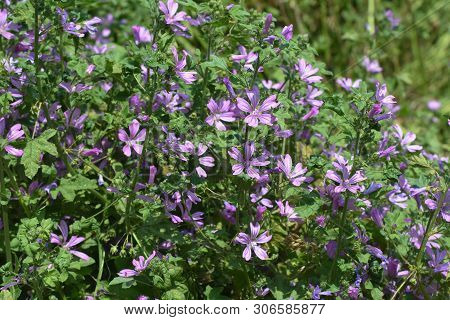 Mallow Plant, Malva Sylvestris  - Blue Common Mallow. Uncultivated And Healthy Plant, Herbal Medicin