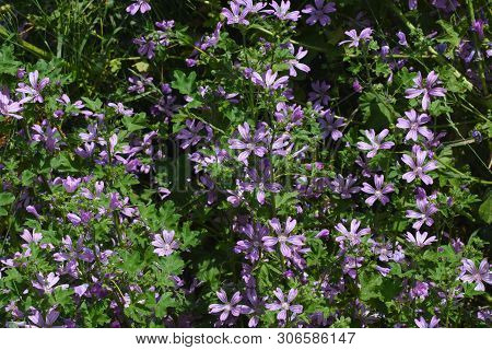 Mallow Plant, Malva Sylvestris  - Blue Common Mallow. Uncultivated And Healthy Plant, Herbal Medicin