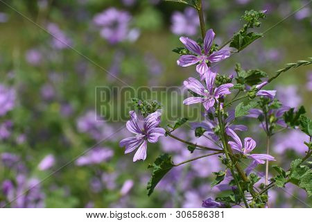 Mallow Plant, Malva Sylvestris  - Blue Common Mallow. Uncultivated And Healthy Plant, Herbal Medicin