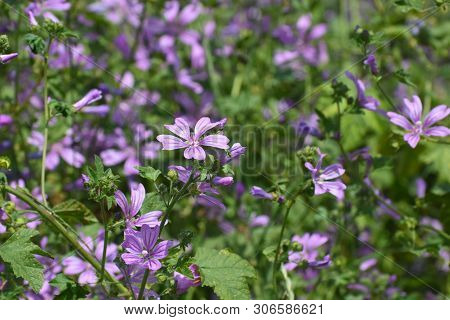 Mallow Plant, Malva Sylvestris  - Blue Common Mallow. Uncultivated And Healthy Plant, Herbal Medicin