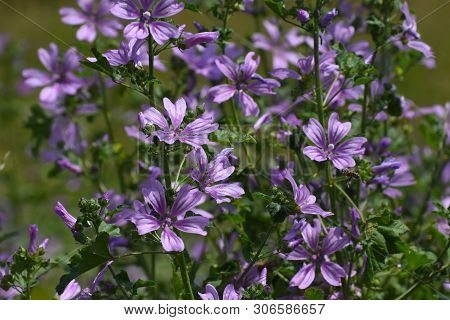 Mallow Plant, Malva Sylvestris  - Blue Common Mallow. Uncultivated And Healthy Plant, Herbal Medicin