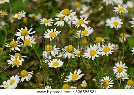 Chamomile. Chamomile Field In Bloom, Chamomile Flowers On A Meadow Close -up