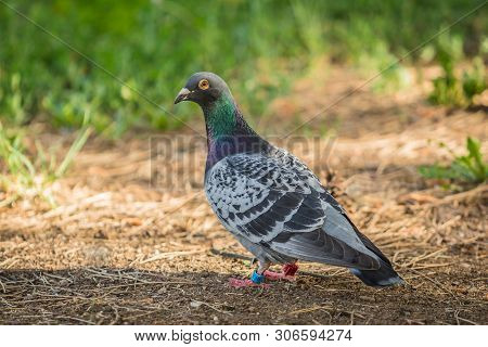 Portrait Of Homing Pigeon Of Grey, Green And Viloet Colors And Orange Eye Standing In A Park On A Su