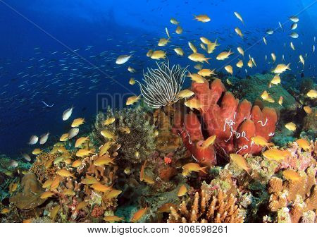 Colorful Coral Reef With Schools Of Fish Against Blue Water. Pescador Island, Moalboal, Philippines
