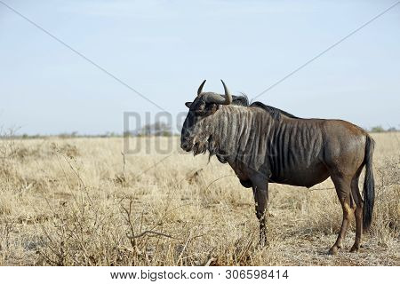 Blue Wildebeest (connochaetes Taurinus) On The Savannah. Satara, Kruger Park, South Africa