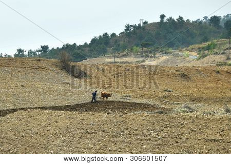 North Korea - April 30, 2019: Countryside Landscape, Dprk. Peasant Plowing A Field With The Ox