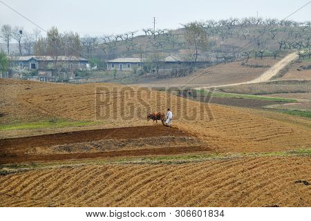 North Korea, Pyongyang - April 30, 2019: Countryside Landscape, Dprk. Peasant  Plowing A Field With 
