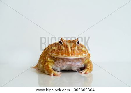 Albino Ceratophrys Cranwelli Frog On White Background With Reflection