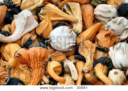 Squash1