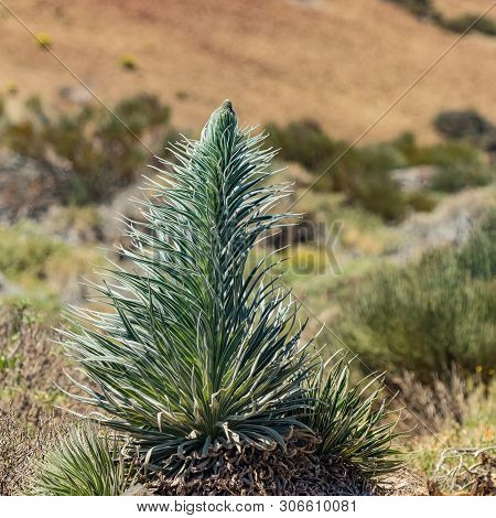 Wild Sprout Of Endemic Beautiful Flower Tajinaste Rojo -echium Wildpretii- Near Road Line. Teide Nat