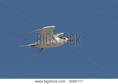 Royal sumru (Sterna Maxima) uçuş
