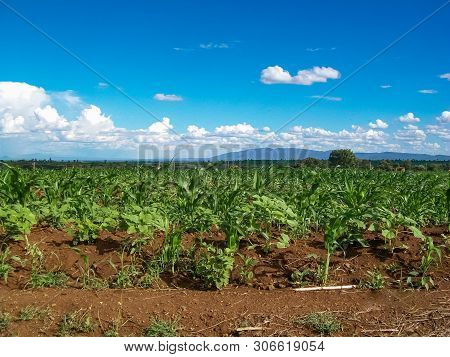 Maize (corn) Farm, Farming In Tanzania Africa