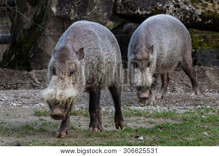 Bornean Bearded Pig, Sus Barbatus, Also Known As The Bearded Pig Is A Species In The Pig Genus, Sus