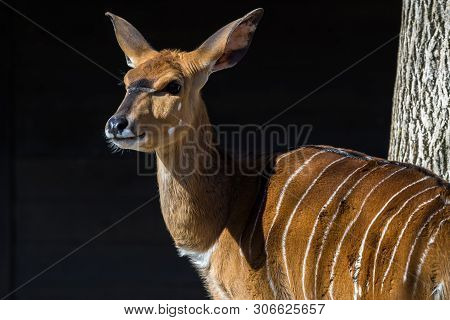 The Nyala, Tragelaphus Angasii Is A Spiral-horned Antelope Native To Southern Africa. It Is A Specie