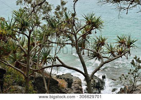 Tropical Plant Pandanus Tectorius At Noosa National Park
