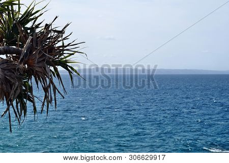 Tropical Plant Pandanus Tectorius At Noosa National Park