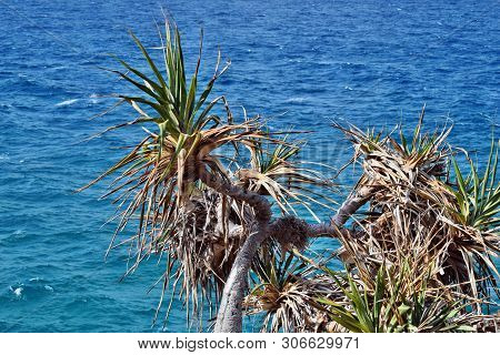 Tropical Plant Pandanus Tectorius At Noosa National Park