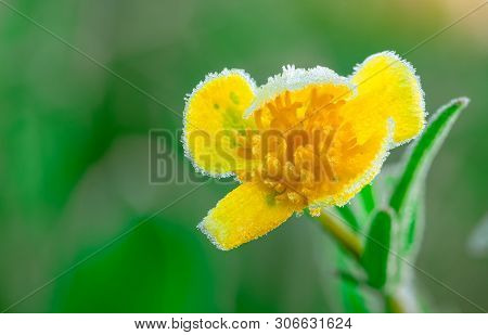 Frosted Yellow Flower In The Morning With Sunlight. Beautiful Frost On Green Leaves In Garden. Natur