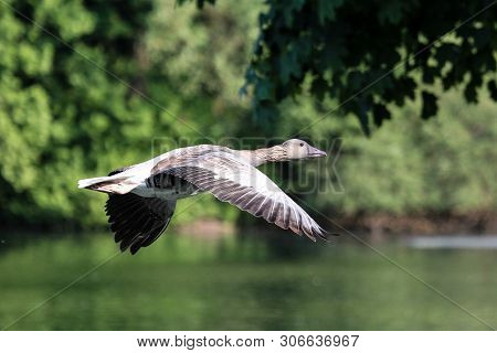 The Greylag Goose, Anser Anser Is A Species Of Large Goose In The Waterfowl Family Anatidae And The 