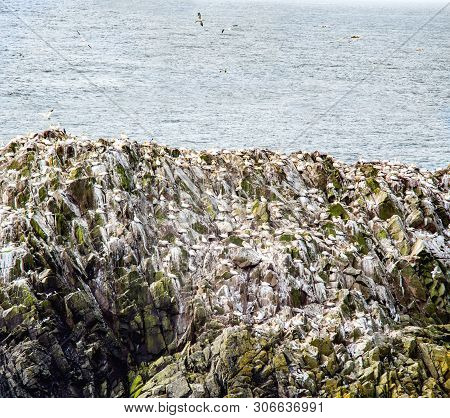 Gannets On Rock In Saltee Islands