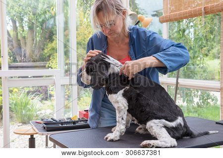 View At The Non-standard Haircut Of The American Cocker Spaniel
