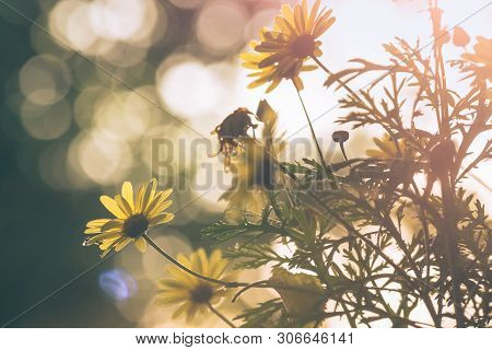 Close Up Of Wild Flowers Nature Background. Nature Background Of Wild Flower In The Sunset. Sunset N